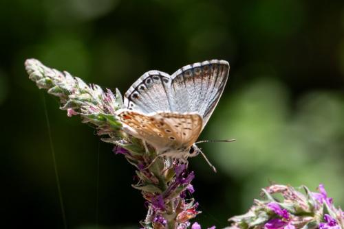 Réf. 335 154 : Polyommatus hispana